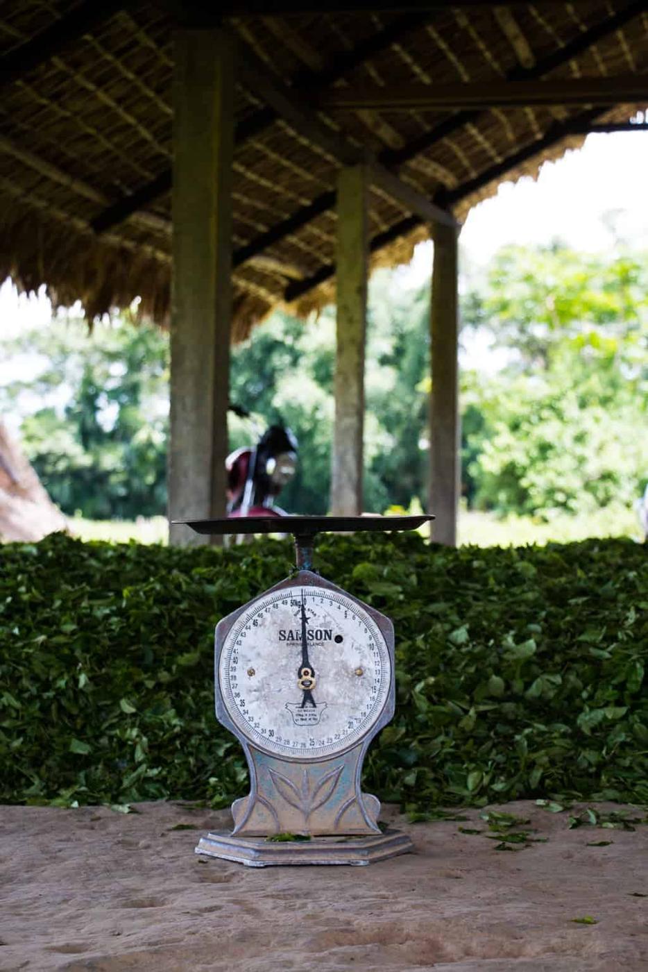 Assam, the largest producer of tea in the world is a beautiful north eastern state in India, lush with tea gardens, culture and history. Visit this far away state to go tea picking, taste the best black teas and eat delicacies like pork, bamboo shoot curry, banana flour and hard to find herbs.