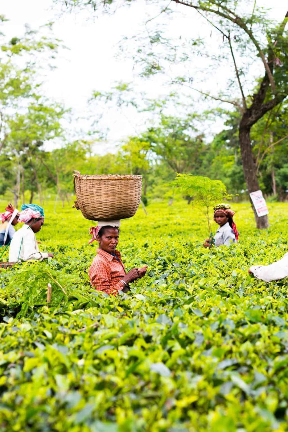 Assam, the largest producer of tea in the world is a beautiful north eastern state in India, lush with tea gardens, culture and history. Visit this far away state to go tea picking, taste the best black teas and eat delicacies like pork, bamboo shoot curry, banana flour and hard to find herbs.
