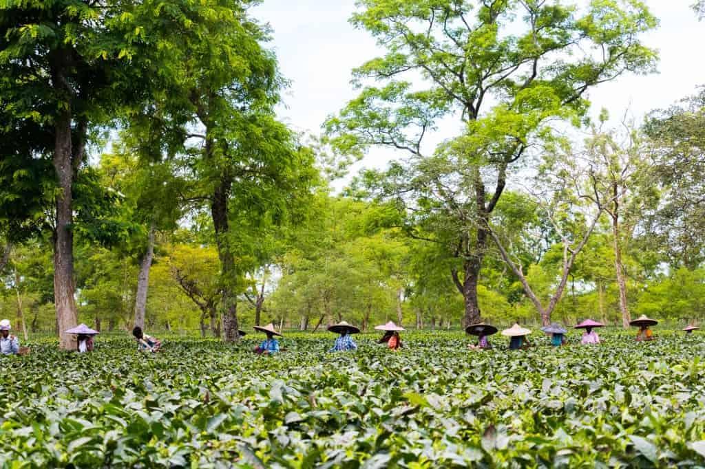 Assam, the largest producer of tea in the world is a beautiful north eastern state in India, lush with tea gardens, culture and history. Visit this far away state to go tea picking, taste the best black teas and eat delicacies like pork, bamboo shoot curry, banana flour and hard to find herbs.