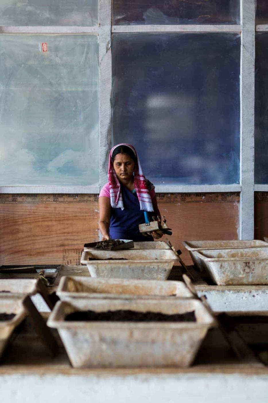 Assam, the largest producer of tea in the world is a beautiful north eastern state in India, lush with tea gardens, culture and history. Visit this far away state to go tea picking, taste the best black teas and eat delicacies like pork, bamboo shoot curry, banana flour and hard to find herbs.