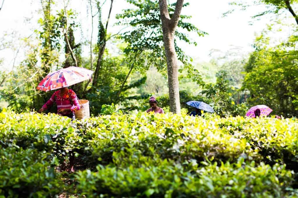 Assam, the largest producer of tea in the world is a beautiful north eastern state in India, lush with tea gardens, culture and history. Visit this far away state to go tea picking, taste the best black teas and eat delicacies like pork, bamboo shoot curry, banana flour and hard to find herbs.