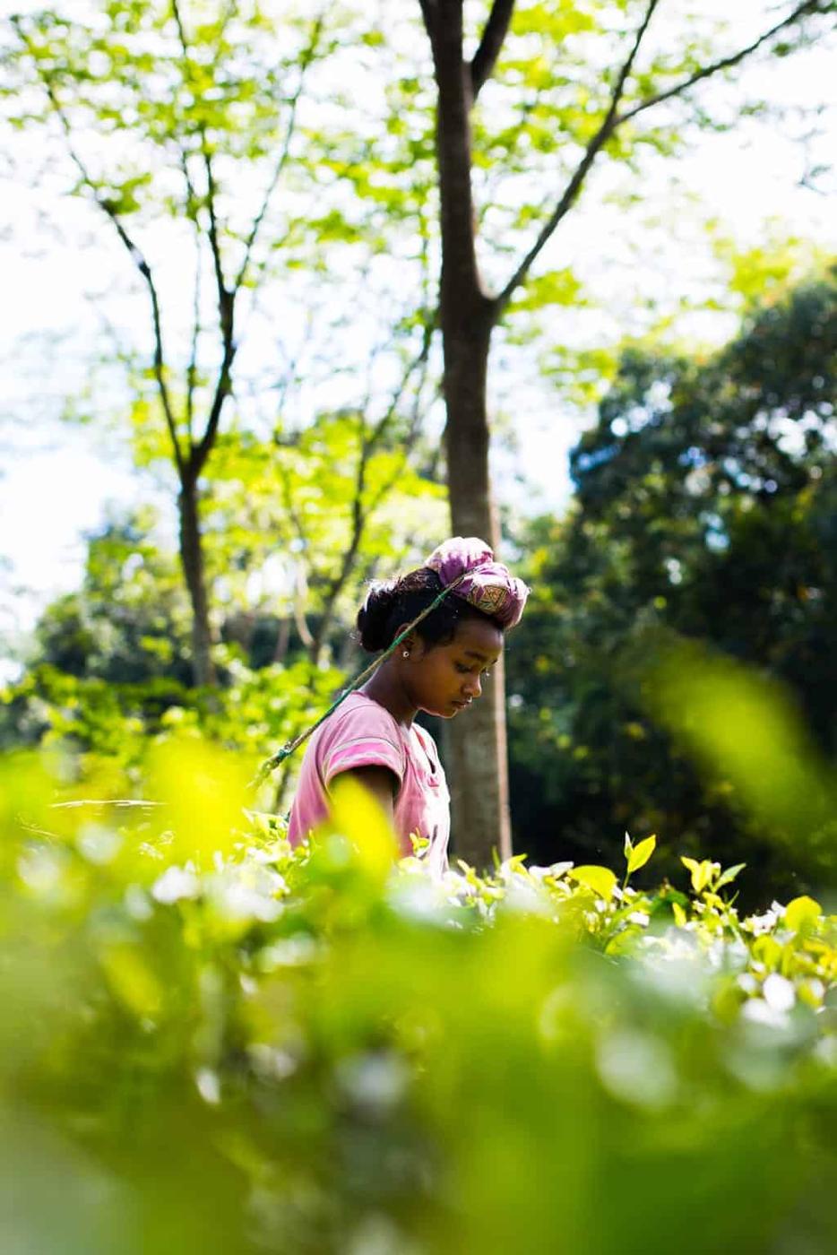 Assam, the largest producer of tea in the world is a beautiful north eastern state in India, lush with tea gardens, culture and history. Visit this far away state to go tea picking, taste the best black teas and eat delicacies like pork, bamboo shoot curry, banana flour and hard to find herbs.