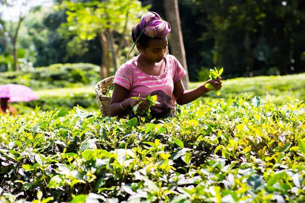 Assam, the largest producer of tea in the world is a beautiful north eastern state in India, lush with tea gardens, culture and history. Visit this far away state to go tea picking, taste the best black teas and eat delicacies like pork, bamboo shoot curry, banana flour and hard to find herbs.