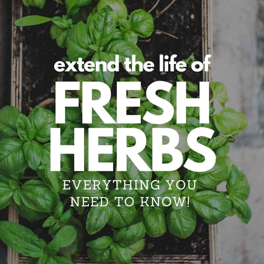 How to Extend the Life of Fresh Herbs