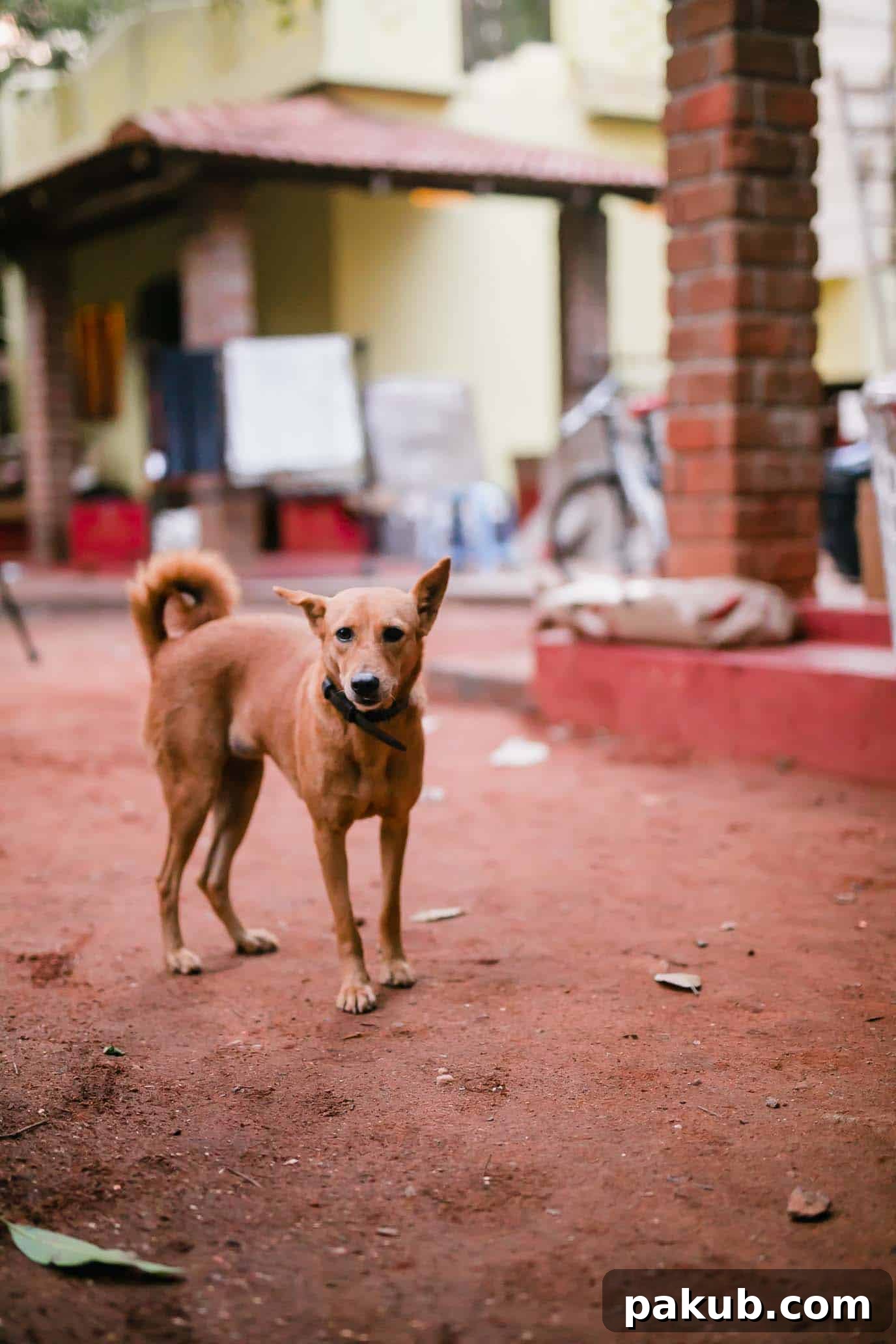 A New Chapter 4 The friendly local dogs who've adopted us in our new Auroville neighborhood