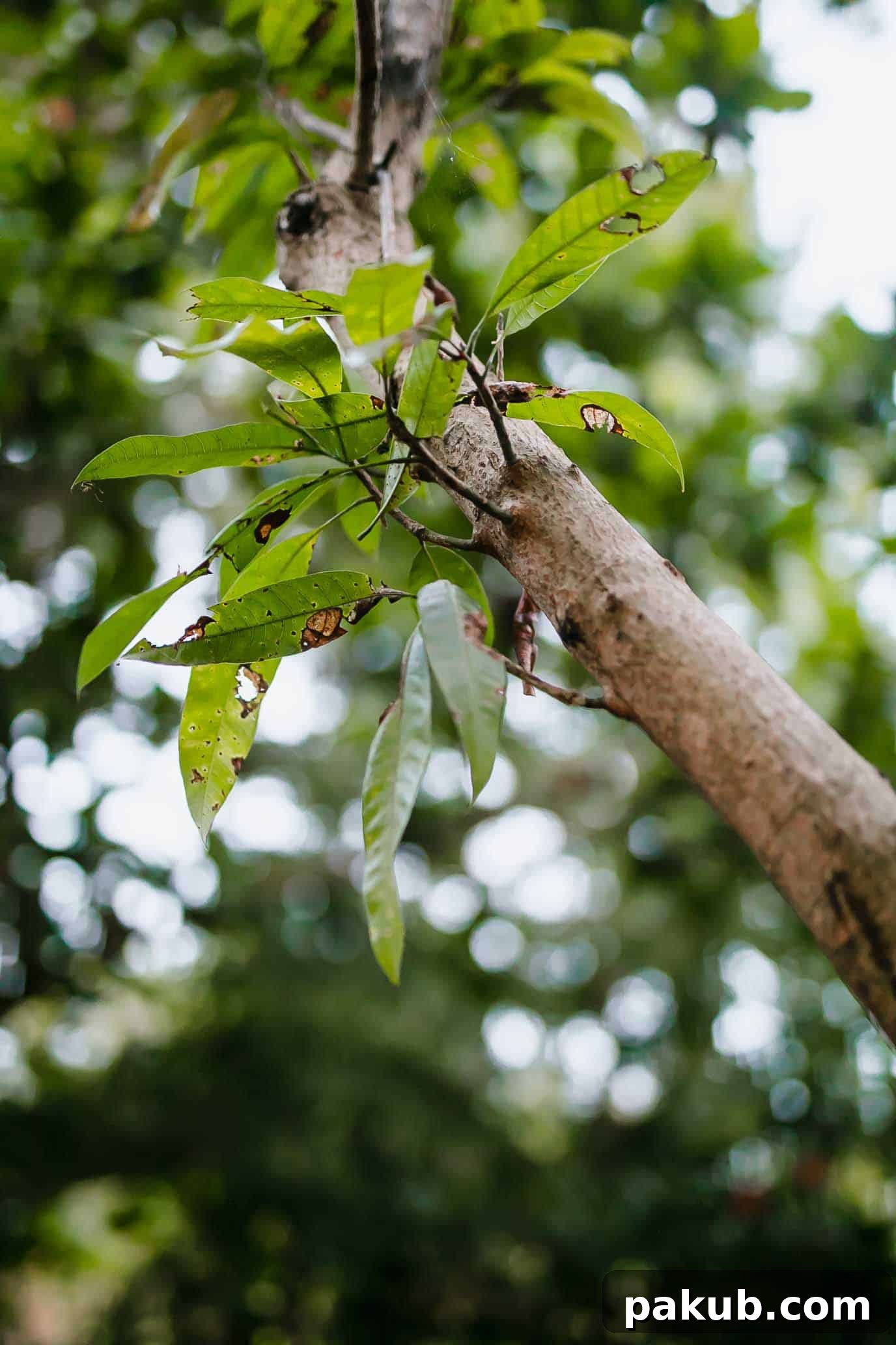 A New Chapter 6 Our very own mango tree providing shade and future harvests in Auroville