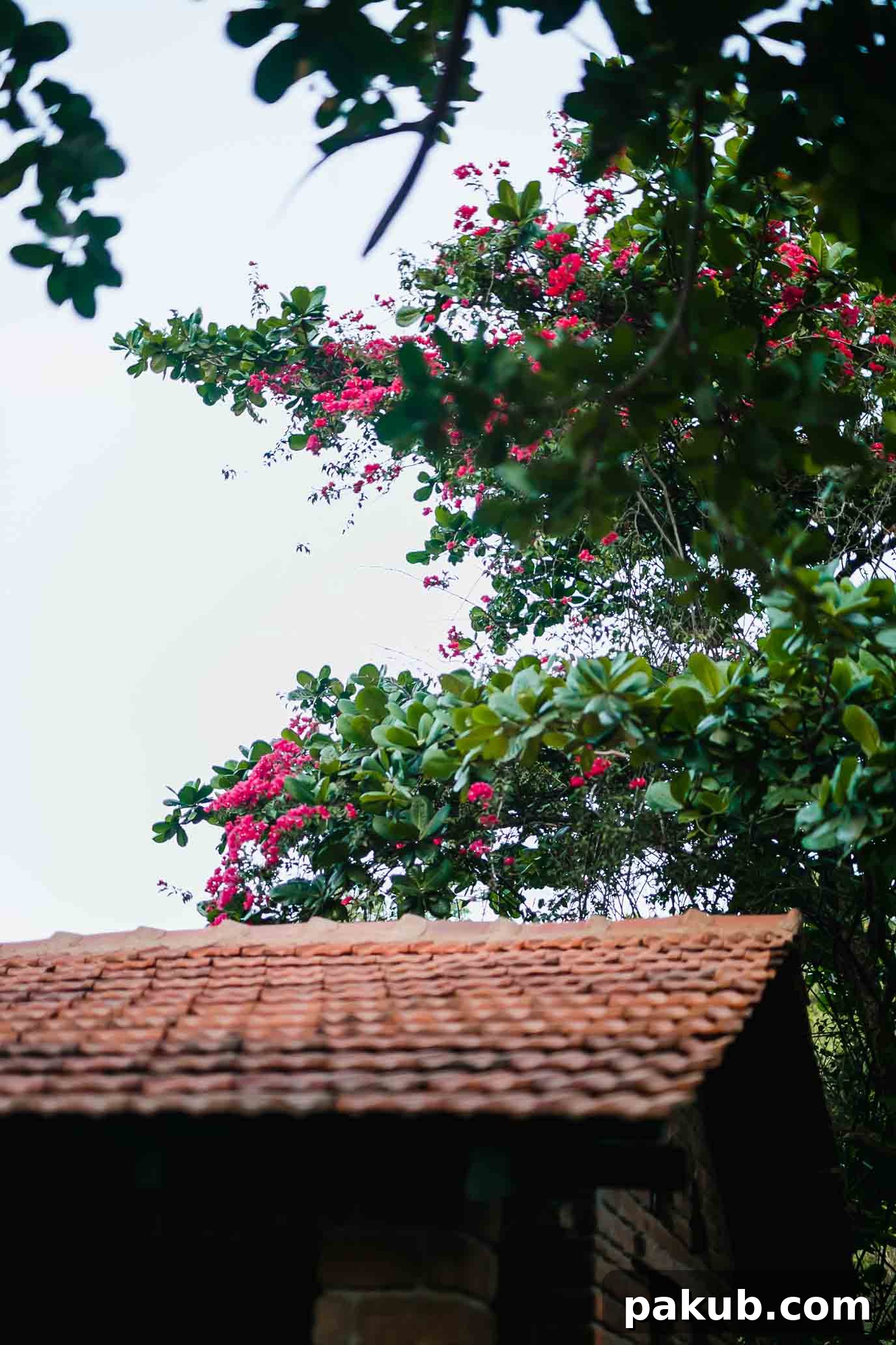 A New Chapter 7 A serene view capturing the essence of Auroville's natural beauty and tranquility