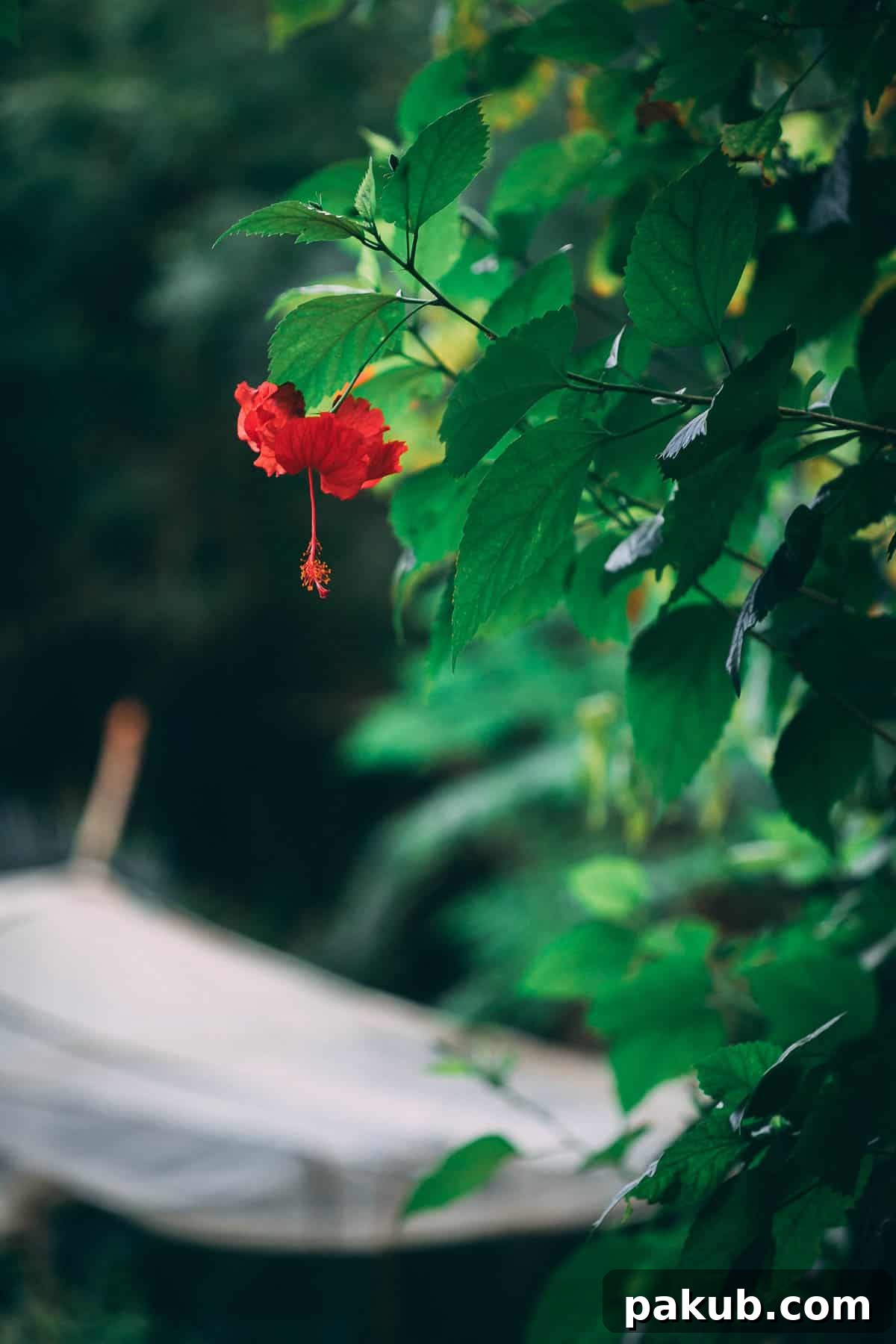 Hibiscus Tea from the garden