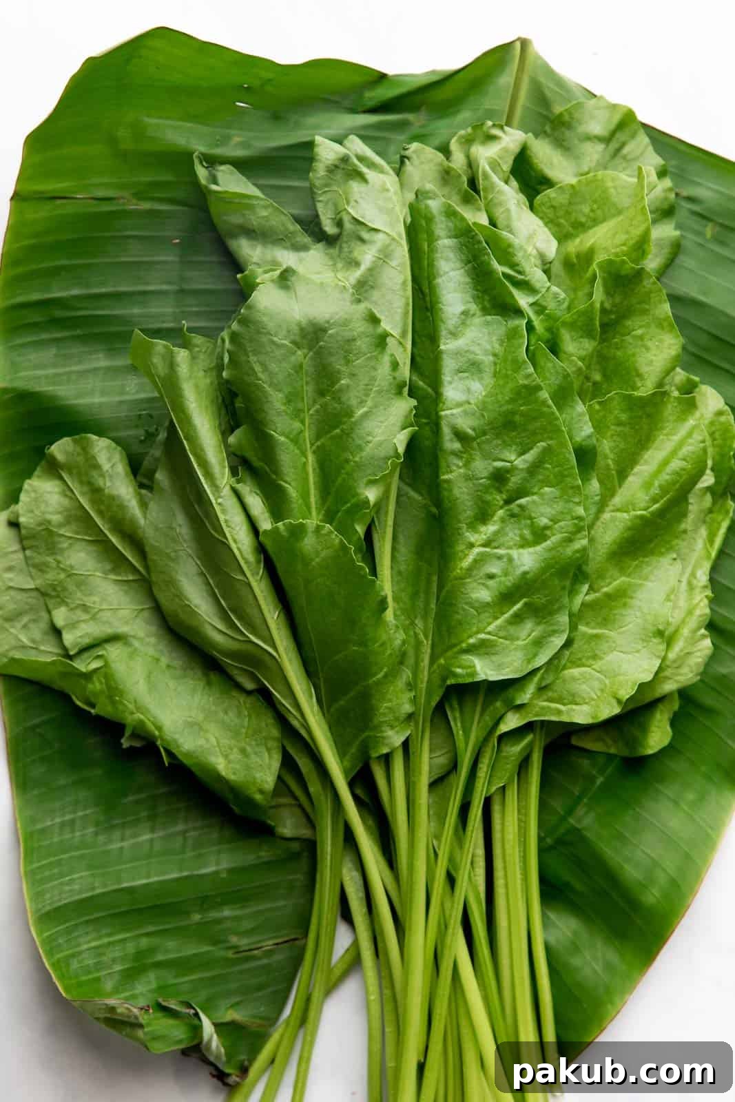Spinach Magic Three Ways From Pan to Freezer 2 Fresh, vibrant raw spinach leaves displayed beautifully on a banana leaf, ready for cooking