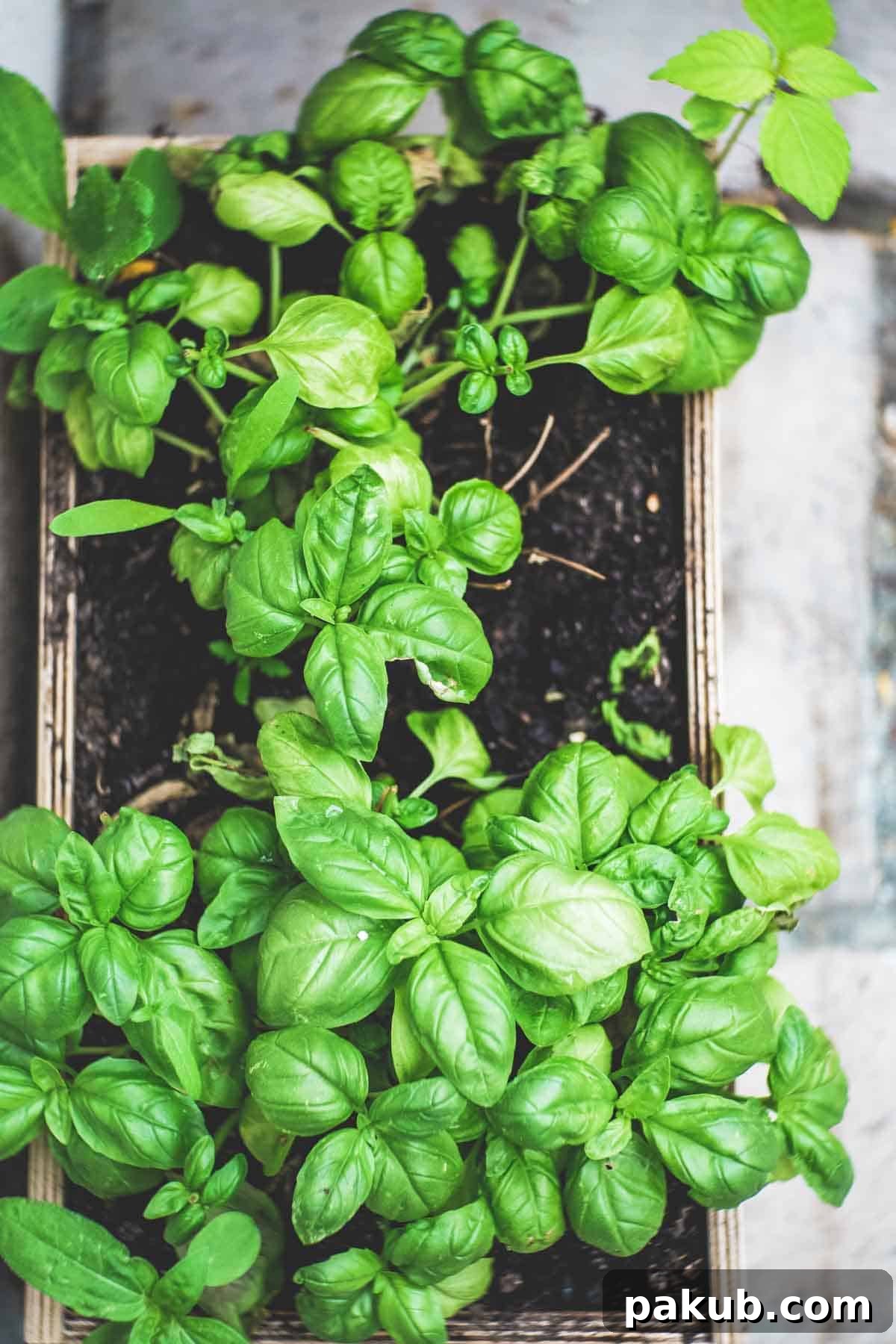 Close-up shot of fresh basil growing in a pot, highlighting its vibrant green leaves and healthy appearance.
