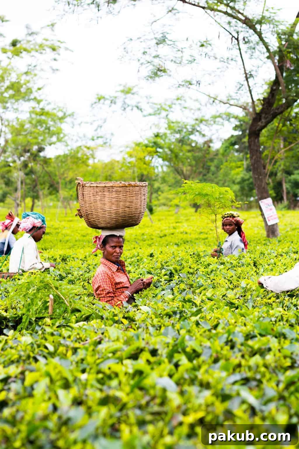 7 Days in Assam Assam, the largest producer of tea in the world is a beautiful north eastern state in India, lush with tea gardens, culture and history. Visit this far away state to go tea picking, taste the best black teas and eat delicacies like pork, bamboo shoot curry, banana flour and hard to find herbs.