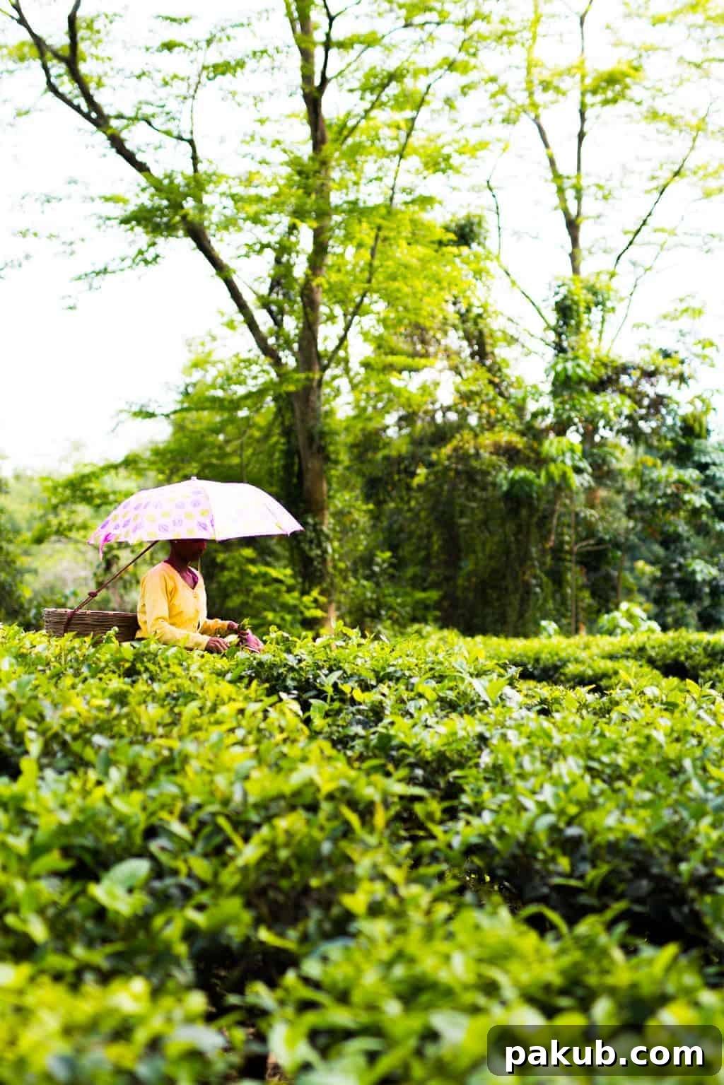 7 Days in Assam Assam, the largest producer of tea in the world is a beautiful north eastern state in India, lush with tea gardens, culture and history. Visit this far away state to go tea picking, taste the best black teas and eat delicacies like pork, bamboo shoot curry, banana flour and hard to find herbs.