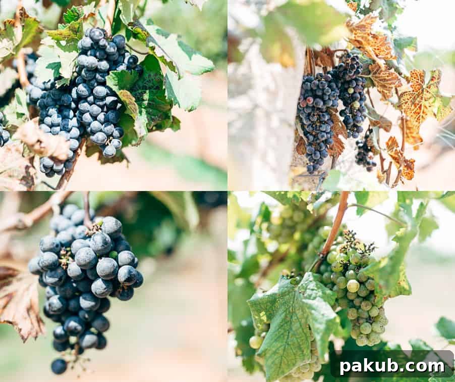 Panoramic view of Grover Zampa Vineyards in Bangalore with rows of grapevines under the sun, demonstrating the winemaking process.