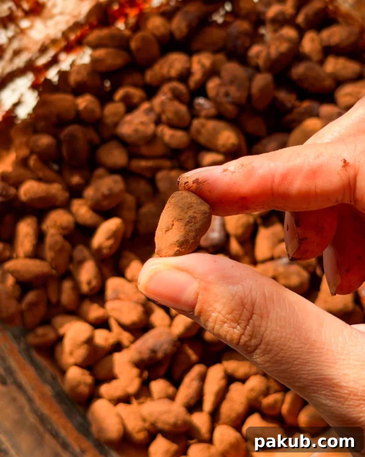 Air Fryer Chocolate-Covered Almonds Recipe 3 a person holding one chocolate covered almond to showcase its color and texture
